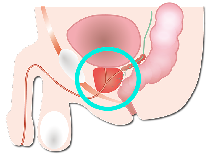 前立腺の場所